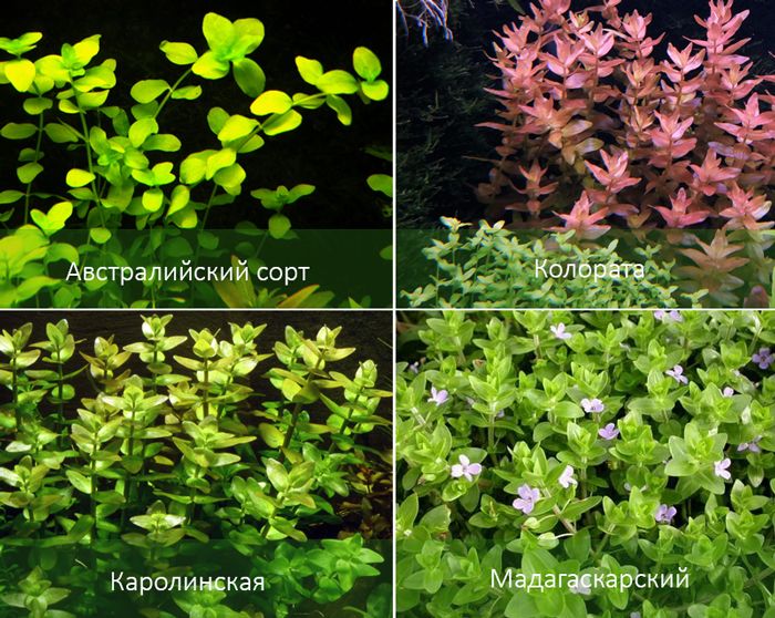 4 вида растения Бакопа 4 вида бакопа