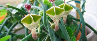 Снимка на Церопегия