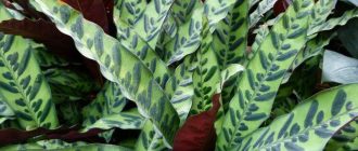 Снимка на Калатея ланцифолия