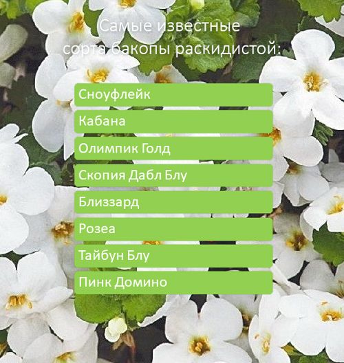 Съществуващи сортове Bacopa diffusa Сортове разпространяваща се бакопа