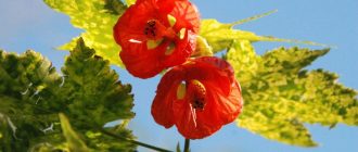 Вътрешен клен