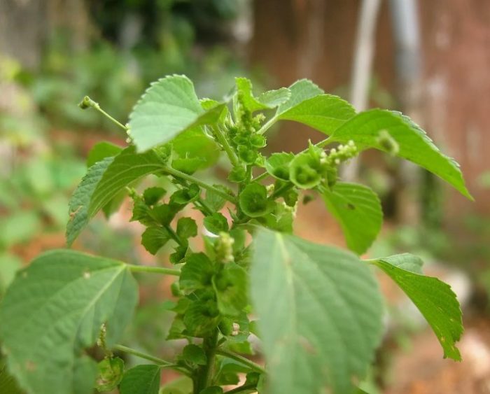 Индийска Акалифа