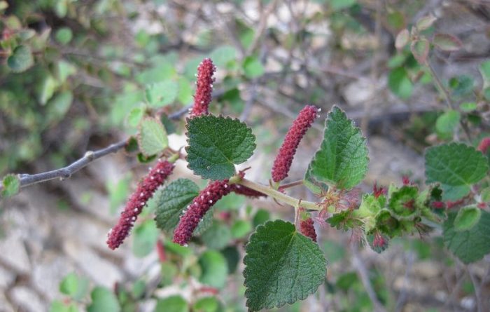 Калифорнийска акалифа