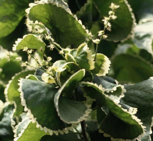 Акалифа Годсефа