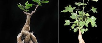 Брахихитон пъстър и пъстър