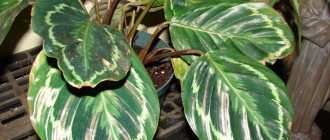 Снимка на медальон от Калатея