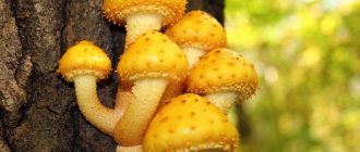 Царски медени гъби