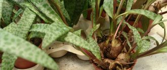 Снимка на Дримиопсис