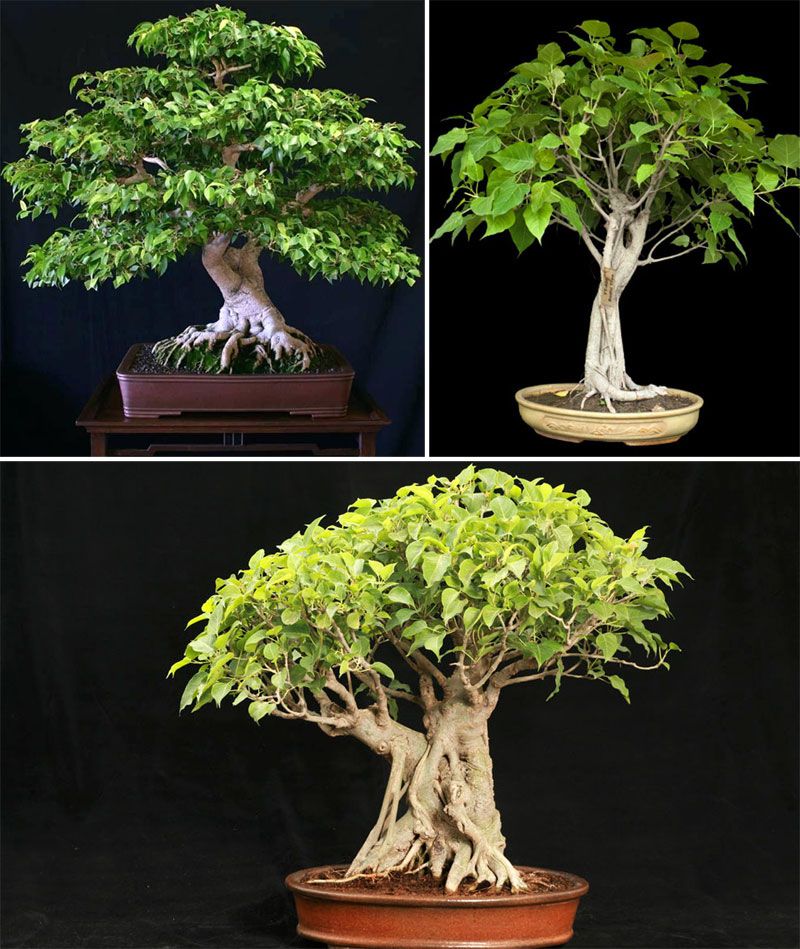 Снимка на свещено смокиново дърво Свещена смокиня