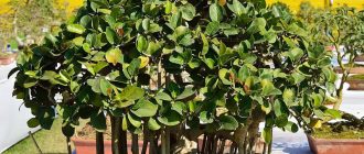 Бенгалски фикус