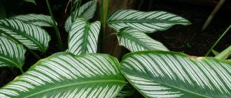 Калатея сандериана орната или украсена