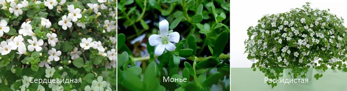3 вида растение Бакопа 3 вида бакопа