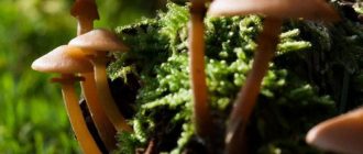 Летни медени гъби