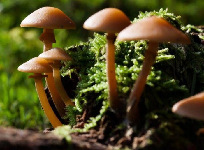 Летни медени гъби