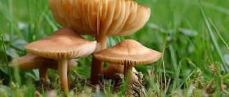 Ливадни медени гъби