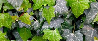 Снимка на Хедера