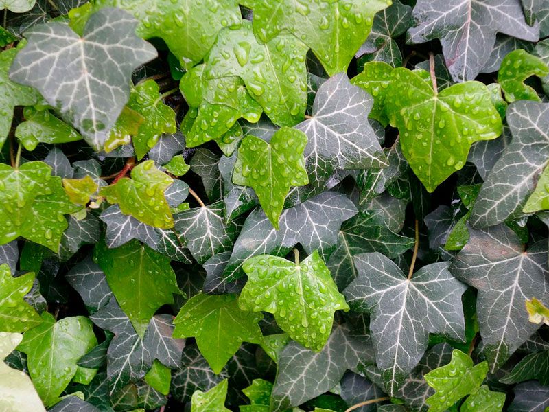 Нюансите на развъждането на Хедера Снимка на Хедера