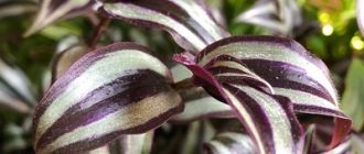 Зебрина традесканция