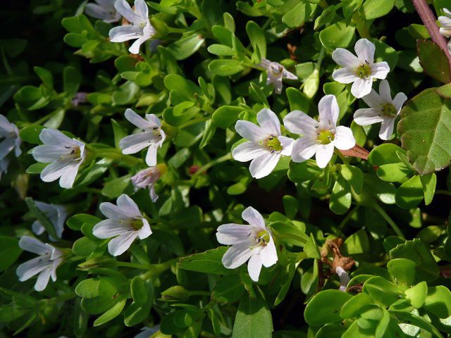 Бакопа мониери Моние