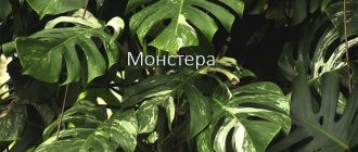 Монстера