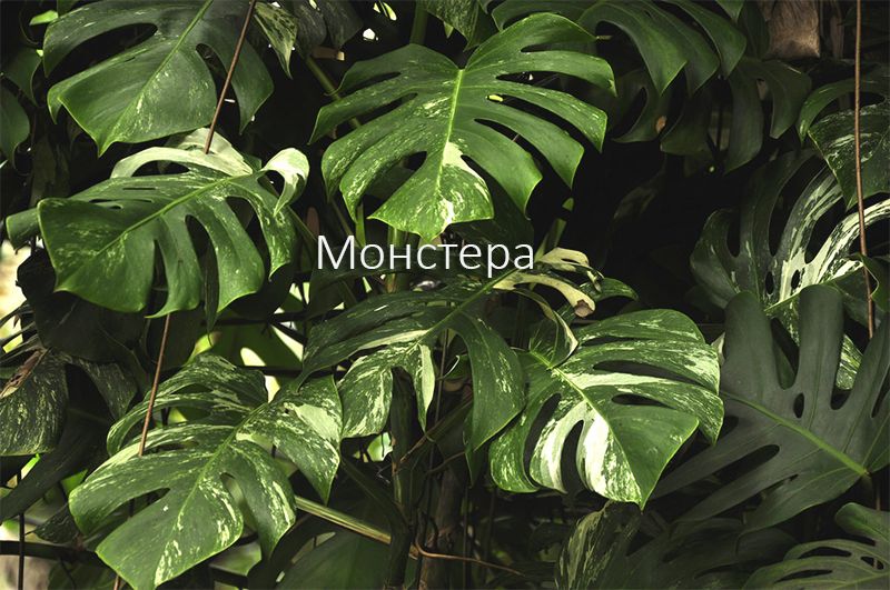 Цвете на монстера Монстера