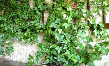 Обикновен бръшлян