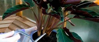 Хранене на цвете