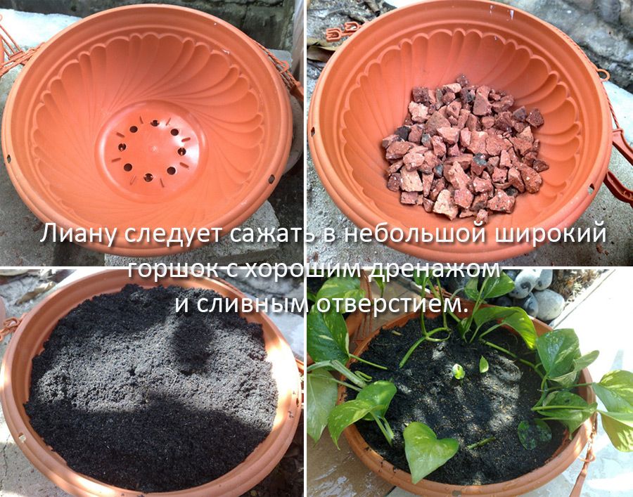 Процесът на кацане Саксия за засаждане