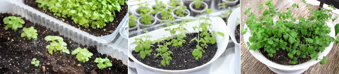 Фази на растеж на Сутера Как расте бакопата?