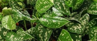 Сциндапсус