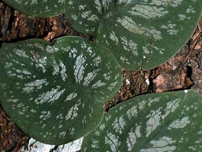 Съмнителен