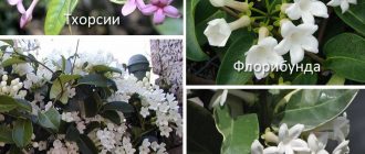 Видове Стефанотис