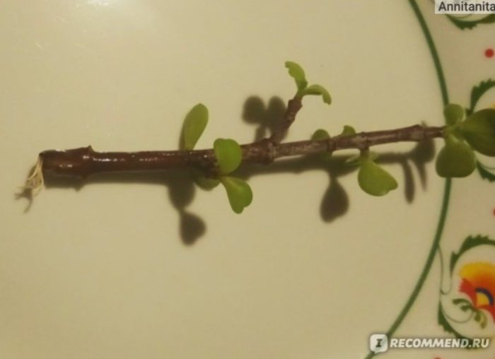 Появата на корените