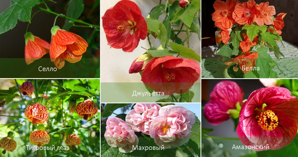 Село и други видове вътрешен клен Видове Абутилон