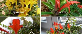 Разновидности на колона