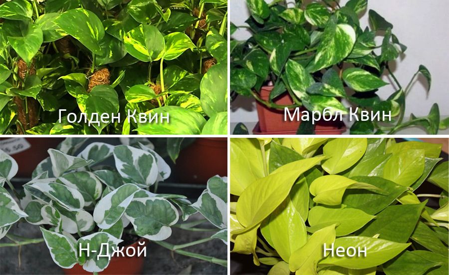 Златна и Мраморна Кралица, N-Joy и Неон Златен сциндапсус