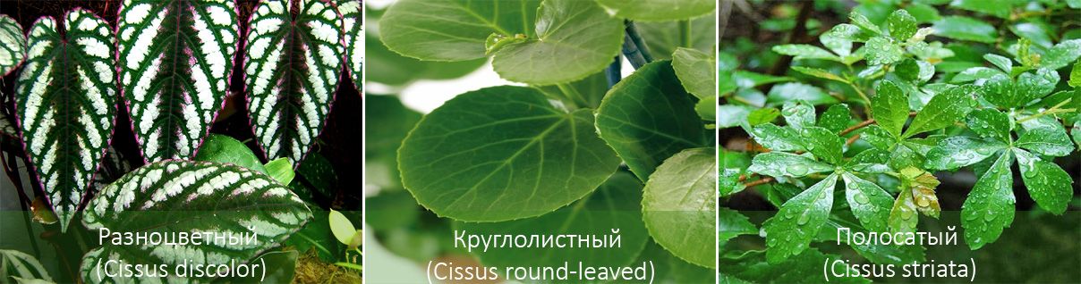 Видове цисус за дома 2 вида цисус