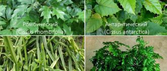 4 вида цисус