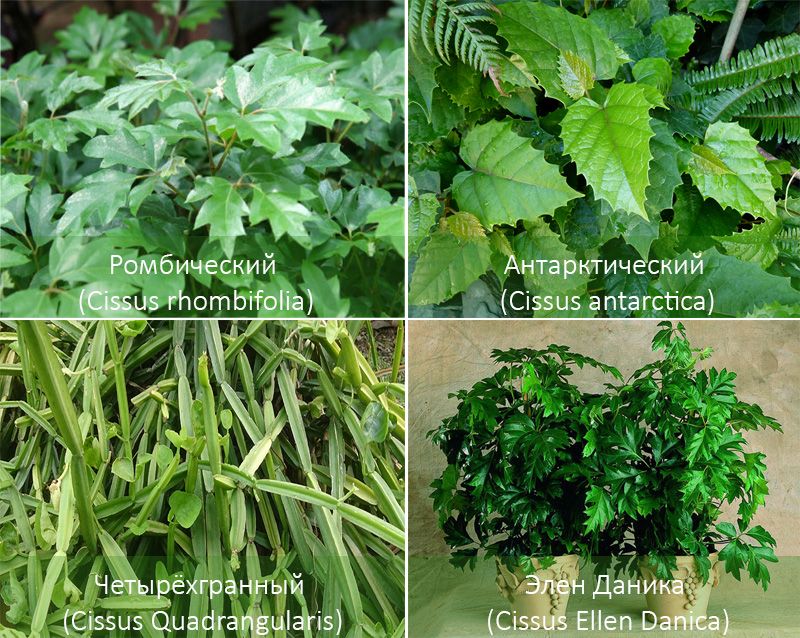 Видове цисус за дома 4 вида цисус