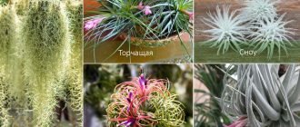 Атмосферни гледки