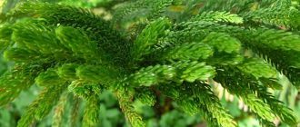 Снимка на Арукария