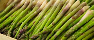 Снимка на аспержи