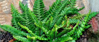 Снимка на Асплениум