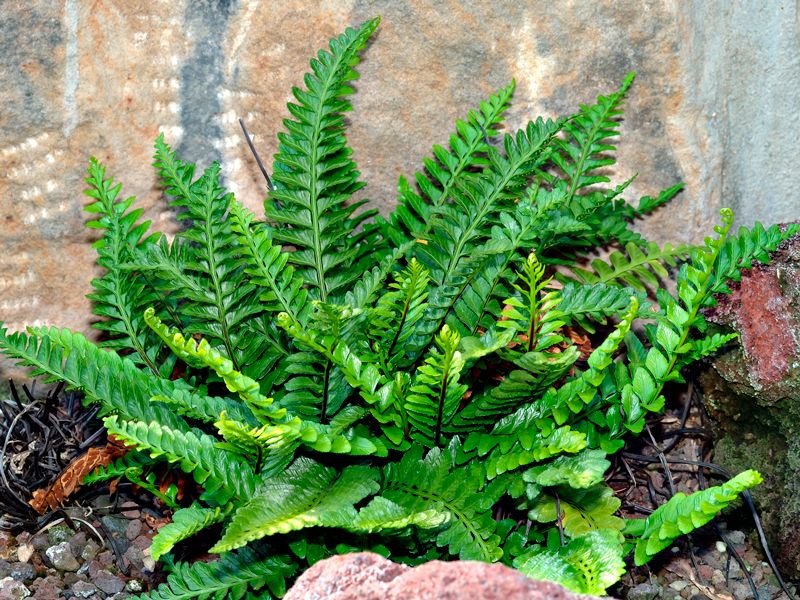 Характеристики на отглеждането на асплениум Снимка на Асплениум