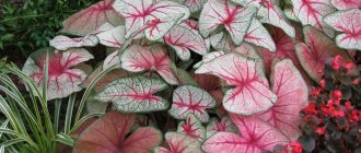 Снимка на каладиум