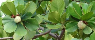 Снимка на Клузия