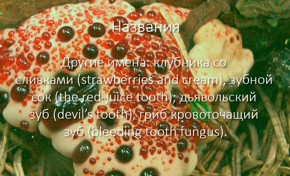 Други имена за отровната гъба Други имена