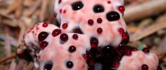 Снимка на гъбата Кървав зъб