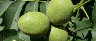 Как правилно да засадите орехово дърво