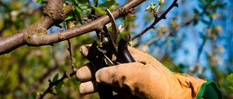 Снимка на резитба на черешово дърво